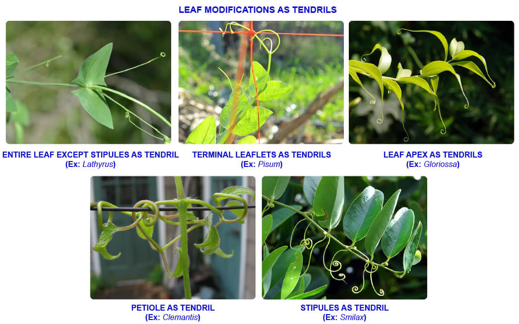 Chapter 5 Morphology of flowering plants Modifications of leaf (Notes